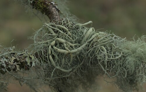 string-of-sausage lichen