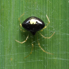 Theridula