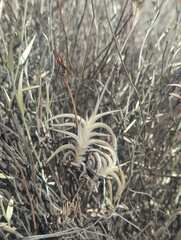 Tillandsia gilliesii, photograph (c) Tom Field, some rights reserved (CC BY)