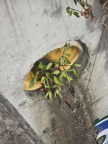 Foto de Aranto