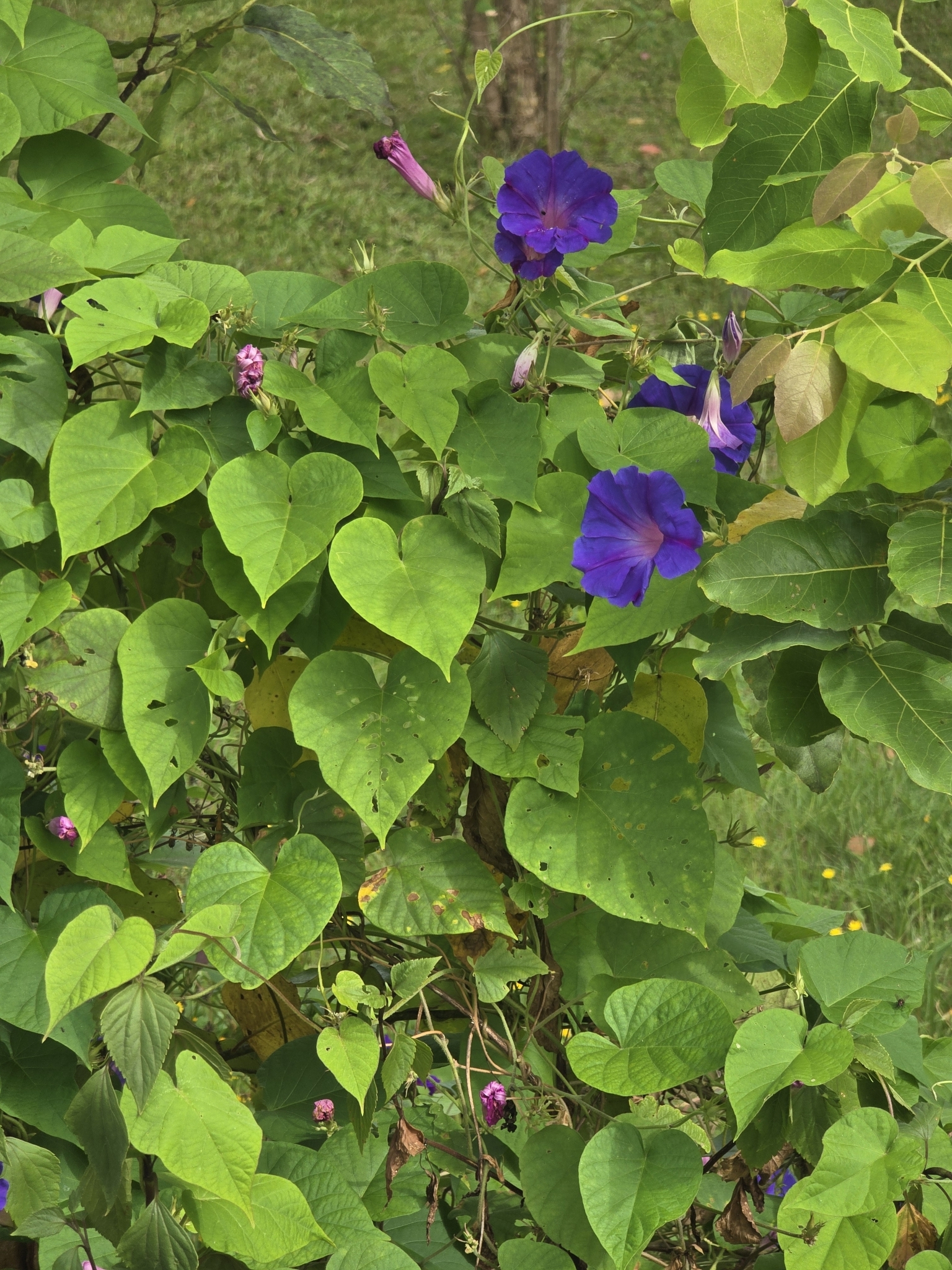 Imagem de Flor de janeiro