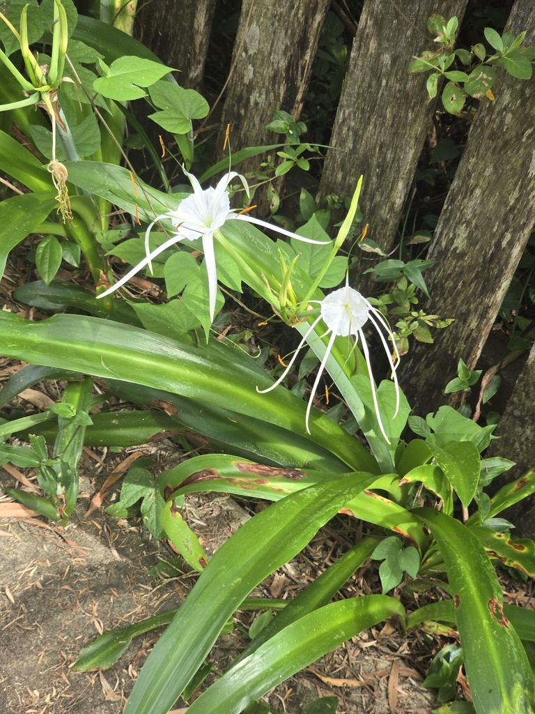 Foto de Lírio-do-brejo