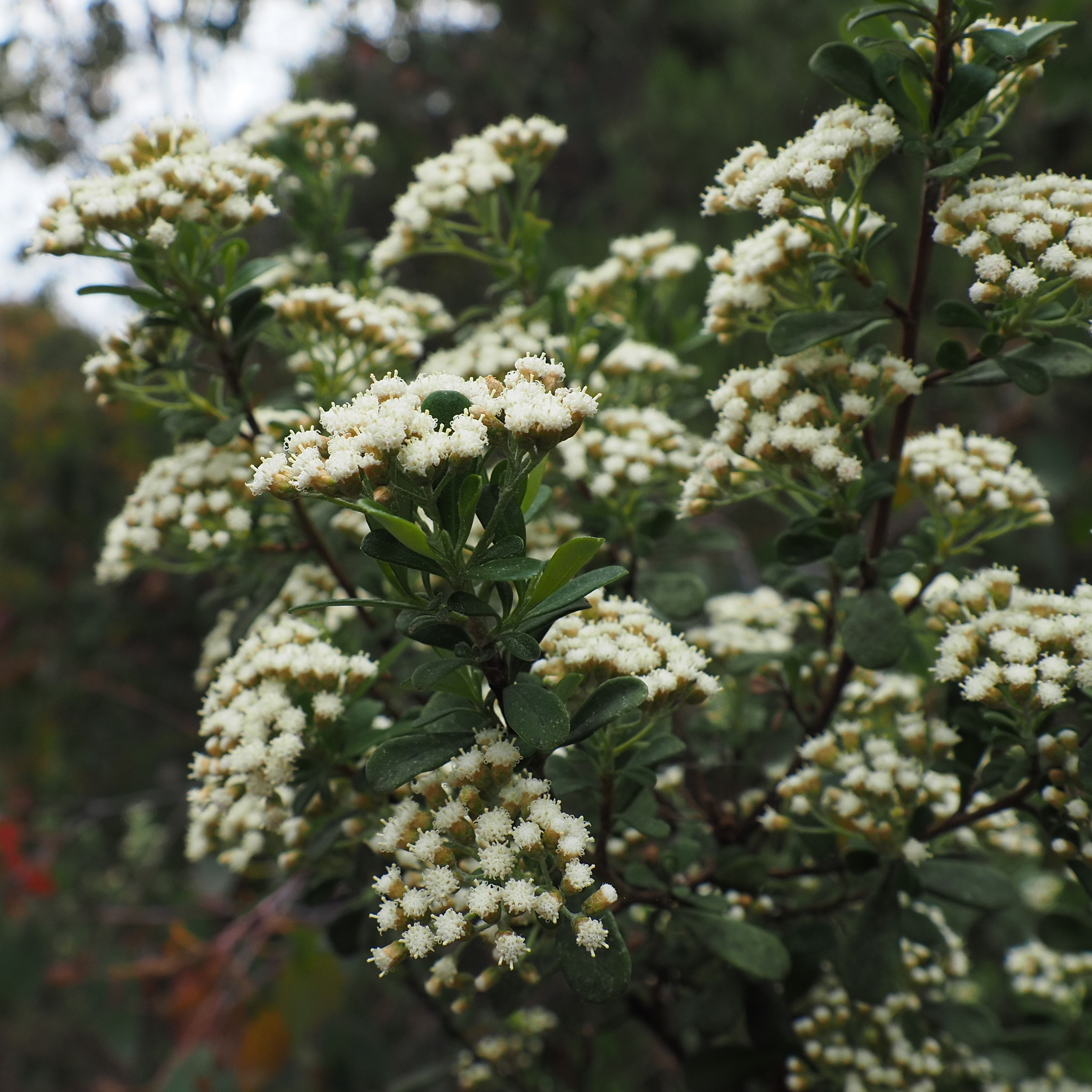Ozothamnus antennaria