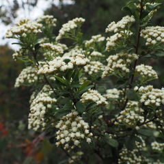 Ozothamnus antennaria