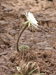 Echinopsis albispinosa, photograph (c) Rosario Douglas, some rights reserved (CC BY)