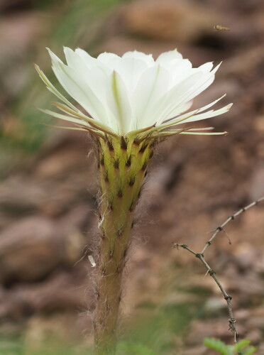 Echinopsis albispinosa, photograph 4