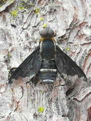 Hemipenthes velutina