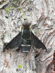 Hemipenthes velutina