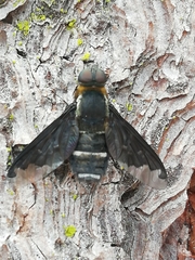 Hemipenthes velutina