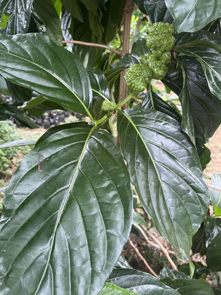 Foto de Noni