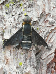 Hemipenthes velutina