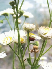 Coccinella quinquepunctata