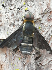 Hemipenthes velutina