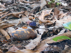 Myscelia ethusa ethusa