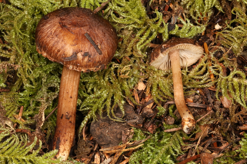 Inocybe sp. 'pseudoteraturgus-PNW43'