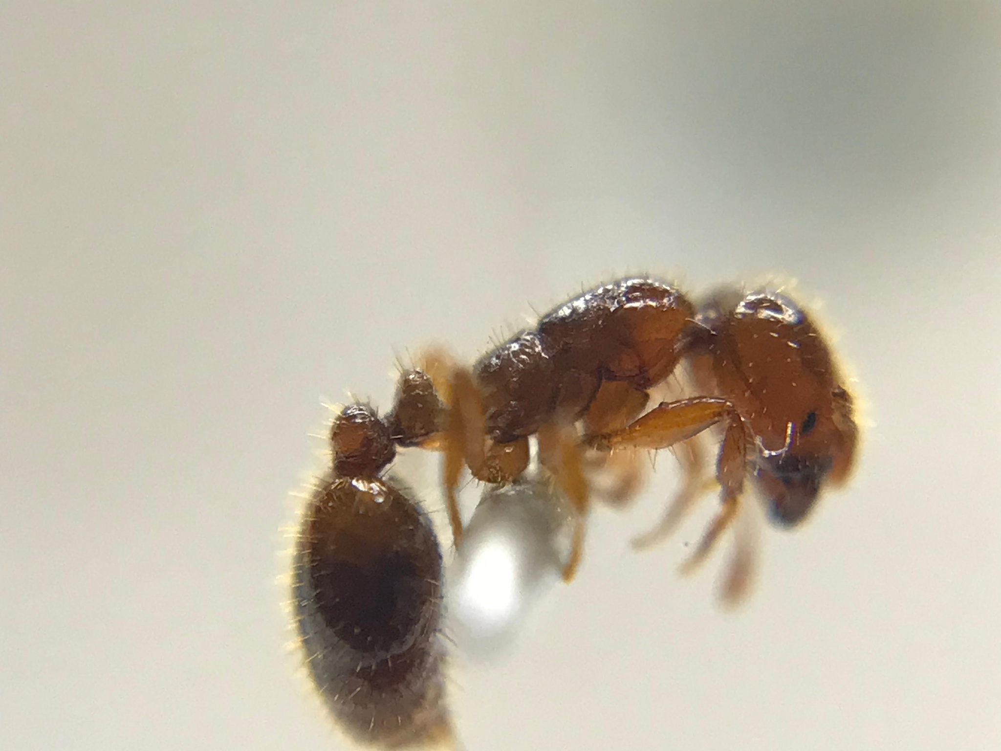 Solenopsis wasmannii