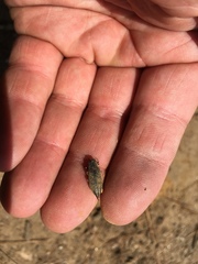 Poecilonota cyanipes