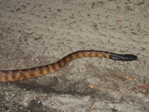 Black-headed Python sighting