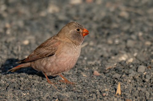 Trumpeter Finch, 35570 El Golfo, Las Palmas, Spain, photo 6 of 10
