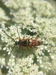 Typocerus velutinus