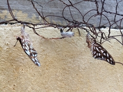 Dione vanillae incarnata