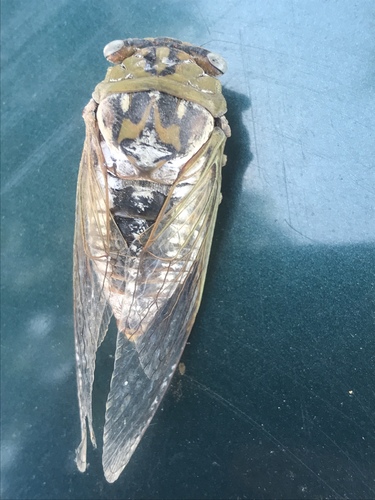 Plains Cicada photo 3