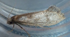 Tridentaforma fuscoleuca