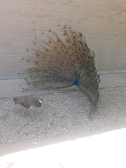 Pavo cristatus