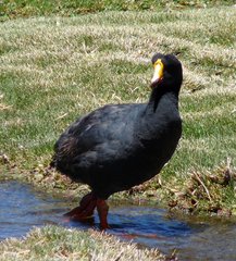 Fulica gigantea