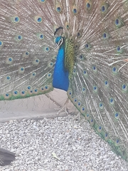 Pavo cristatus