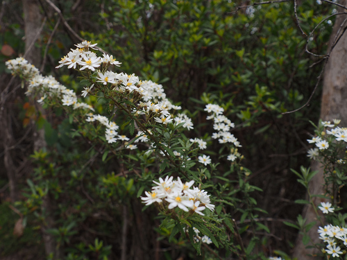 Image of Olearia phlogopappa by no rights reserved