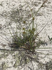 Cyperus nashii