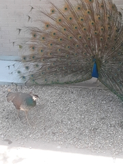 Pavo cristatus