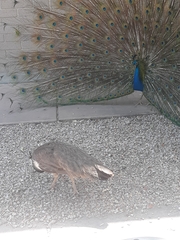 Pavo cristatus