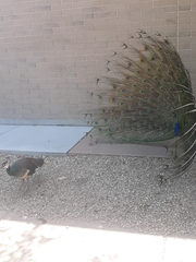 Pavo cristatus