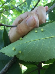 Caryomyia flaticrustum