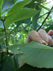 Caryomyia flaticrustum