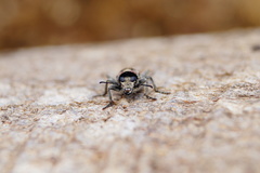 Clerus mutillarius