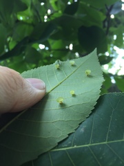 Caryomyia flaticrustum