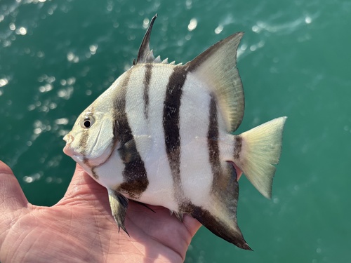 Atlantic spadefish (Chaetodipterus faber) — Ephippidae — 2