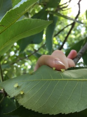 Caryomyia flaticrustum