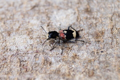 Clerus mutillarius