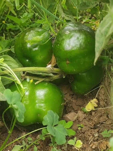 Capsicum pubescens