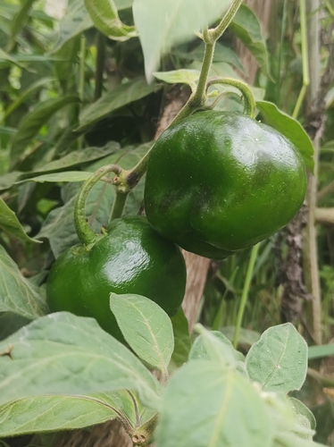 Capsicum pubescens