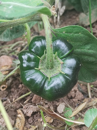 Capsicum pubescens