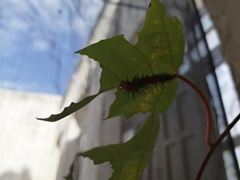 Dione vanillae incarnata