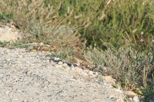 Tawny Pipit (Anthus campestris), photo 6