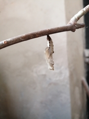 Dione vanillae incarnata