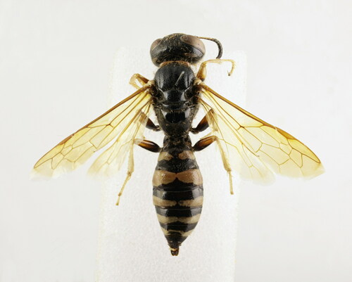 Philanthus coronatus