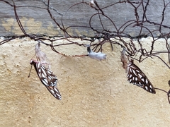 Dione vanillae incarnata